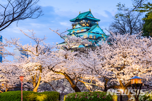 【서울=뉴시스】일본 오사카성 니시노마루 정원의 벚꽃. (사진=트립닷컴 제공)