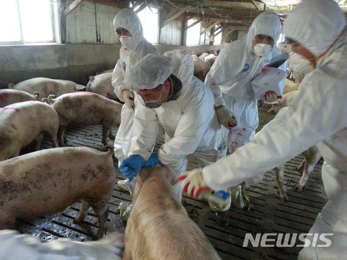 수의공무원들이 돼지 구제역 예방을 위한 백신을 접종하고 있다. 뉴시스 사진자료.