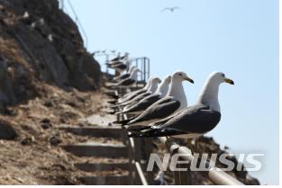 【세종=뉴시스】괭이갈매기. 2018.04.23. (사진 = 국립공원관리공단 제공) photo@newsis.com