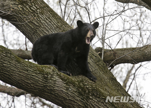 미 뉴저지 주택가 나무위서 잠자던 큰곰 발견..주민 비상