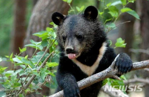 【거창=뉴시스】정경규 기자 = 지리산 반달가슴곰.2018.05.11.(사진=거창군 제공) photo@newsis.com