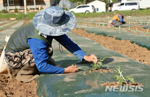 【단양=뉴시스】어상천수박 모종심기. photo@newsis.com