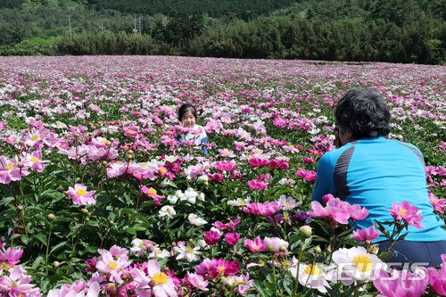 【장흥=뉴시스】배상현 기자 = 전남 장흥군 용산면 송전리 약용작물 재배단지에 작약꽃이 만발해 방문객의 시선을 사로잡고 있다. 2018.05.14 (사진=장흥군 제공)   praxis@newsis.com