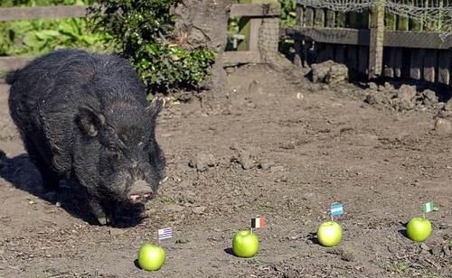 영국 중부 더비셔주의 한 농장에 사는 8살 난 돼지 ‘미스틱 마커스’는 이번 월드컵 4강을 예측하고 있다. 사진출처 데일리메일 