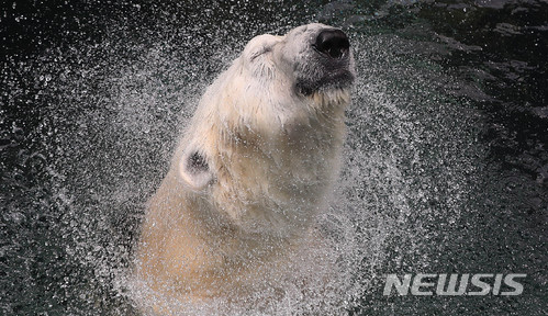 【용인=뉴시스】추상철 기자 = 절기상 하지인 21일 오전 경기 용인시 에버랜드에서 북극곰이 물놀이를 하며 무더위를 식히고 있다. 2018.06.21. scchoo@newsis.com