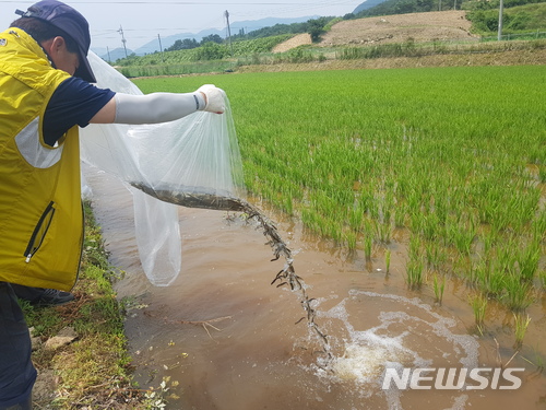 【안동=뉴시스】류상현 기자 = 경북도 토속어류산업화센터 직원이 24일 연구를 위해 논에 미꾸리를 투입하고 있다. 2018.06.25 (사진=경북도 제공) photo@newsis.com 