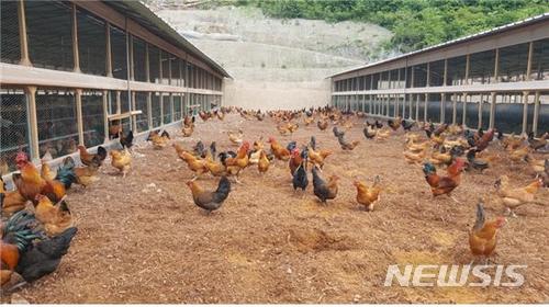 【청주=뉴시스】밖에서 풀어서 키우는 방목 닭들. (사진=뉴시스 DB) photo@newsis.com