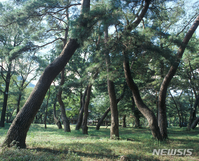 【창원=뉴시스】 홍정명 기자 = 지난 13일 산림청의 '국가산림문화자산'으로 신규 지정된 경남 거창군 북상면 '갈계숲' 전경.2018.07.14.(사진=경남도 제공) photo@newsis.com