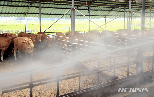가축 폭염 피해 예방을 위해 살수차량을 이용해 축사에 물을 뿌리고 있다. (사진=뉴시스DB)