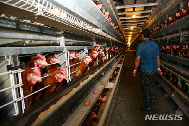 육류 소비 증가에…닭·돼지 사육 역대 최대 