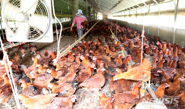 세종시 소정면의 한 양계농가에서 농장주가 더위를 못이기고 폐사한 닭을 골라내고 있다. 뉴시스 사진자료