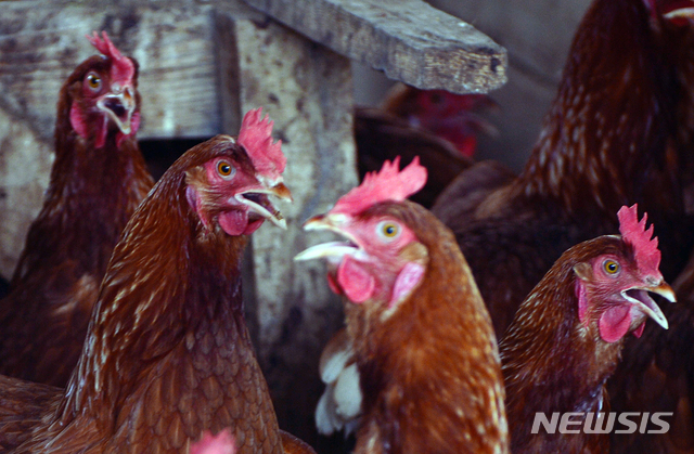 [올댓차이나] 미중, 미국산 닭고기 수입재개 협의..."무역마찰 완화 맞춰"