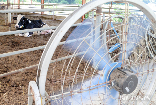 전북 진안군 진안읍 물곡리의 한 축사에서 열사병 치료를 받는 젓소 한마리가 선풍기 앞에서 힘겨운 여름나기를 하고 있다. 뉴시스 사진자료
