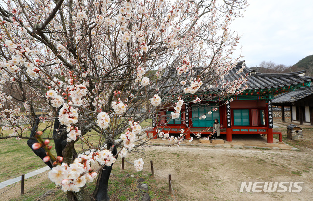 【산청=뉴시스】정경규 기자 = 올 3월 경남 산청 남명 조식 선생 유적지인 산천재에 남명매가 개화한 모습이다.