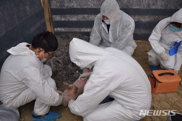 중국 랴오닝성에서 지난 1일 아프리카 돼지열병이 처음으로 발생해 현지 당국이 방역작업을 펼치고 있다.