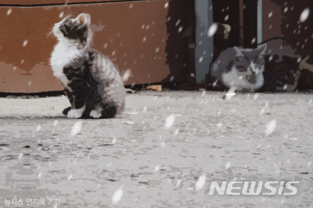 고양이 잃어버리는 가정 급증하는데…'등록 의무화' 요원