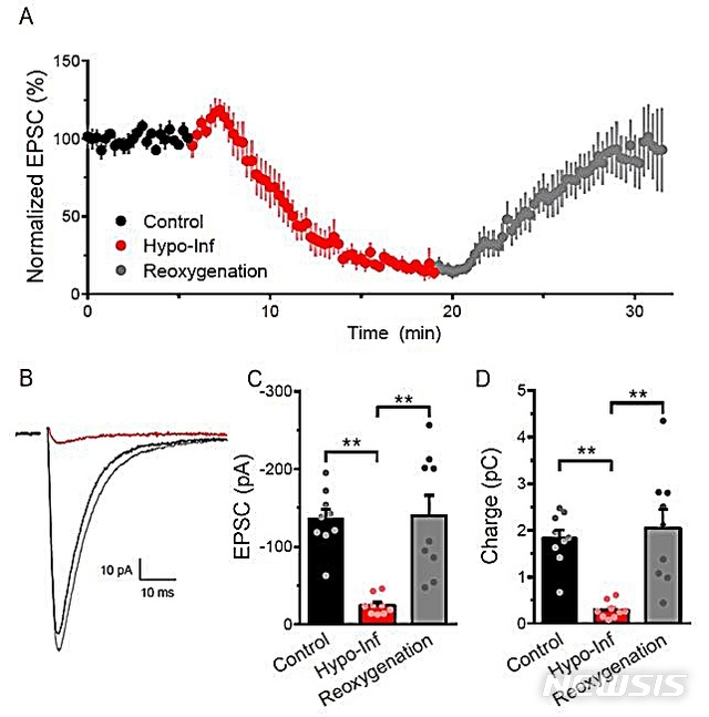 【대전=뉴시스】김양수 기자 = 저산소증과 신경염증 유도에 의한 시냅스전달 모습. 해마의 신경세포에 저산소증과 신경염증을 유도했을 때 흥분성 후시냅스 전류(EPSC)가 감소했으며 재산소화를 했을 때 원상 복귀되는 것을 알 수 있다. 그림 A는 저산소증과 신경염증 유도와 재산소화에 흥분성 후시냅스 전류의 변화이고 B는 흥분성 후시냅스 전류의 예다. C와 D는 흥분성 후시냅스 전류의 크기와 전하량을 나타낸다.2018.08.13(사진=한국뇌연구원 제공) photo@newsis.com