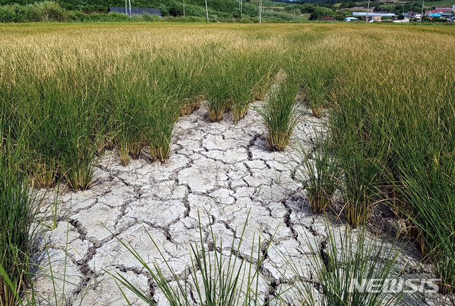 【신안=뉴시스】박상수 기자 = 폭염과 가뭄이 계속되면서 16일 전남 신안군 지도읍 당촌마을 일대 벼가 죽어가고 있다. 주민들은 농사용 물 공급을 위해 2011년부터 추진하고 있는 저수지 확장공사가 지지부진하면서 피해가 해마다 반복되고 있다고 주장하고 있다. 2018.08.16. (사진=독자 제공) photo@newsis.com