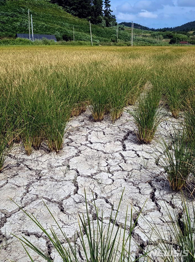 【신안=뉴시스】박상수 기자 = 폭염과 가뭄이 계속되면서 16일 전남 신안군 지도읍 당촌마을 일대 벼논이 갈라져 있다. 주민들은 농사용 물 공급을 위해 2011년부터 추진하고 있는 저수지 확장공사가 지지부진하면서 피해가 해마다 반복되고 있다고 주장하고 있다. 2018.08.16. (사진=독자 제공)  photo@newsis.com 