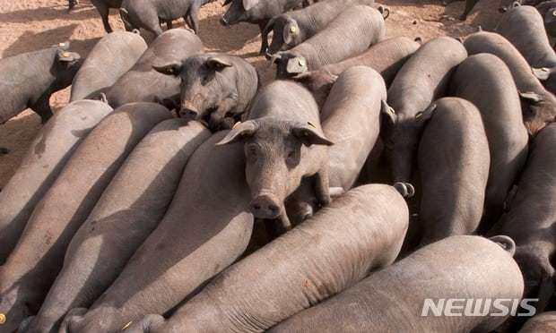 정부, '돼지열병' 발생 벨기에산 돼지고기 수입 금지 