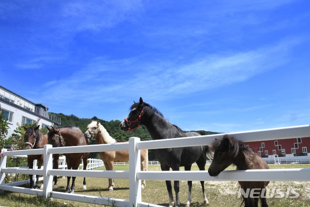 【서울=뉴시스】 더위가 물러간다는 처서를 이틀 앞둔 21일 경남 거창군 위천면 남산리 오로라 승마장의 말들이 짙푸른 하늘아래서 풀을 뜯어 먹고 있다. 2018.08.21. (사진=거창군 제공)  photo@newsis.com