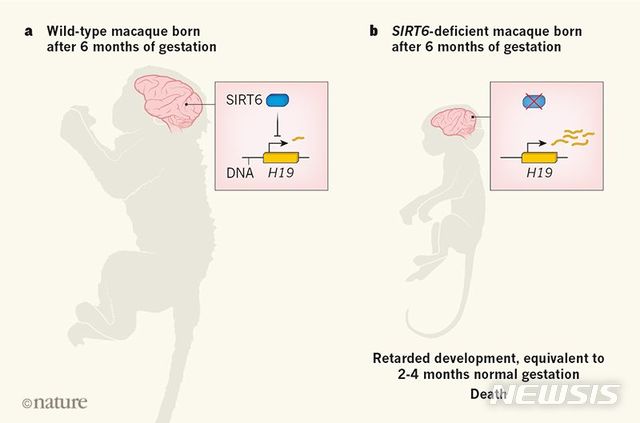 【서울=뉴시스】SIRT6 유전자가 있는 임신 6개월의 짧은꼬리원숭이(왼쪽)와 SIRT6 유전자가 없는 임신 6개월의 짧은꼬리원숭이의 발육 상태를 비교해주는 그래픽. SIRT6 유전자가 없는 임신 6개월 원숭이의 발육 상태는 SIRT6 유전자가 있는 원숭이의 임신 2∼4개월 원숭이와 비슷한 정도였다. <사진 출처 : 네이처> 2018.8.23