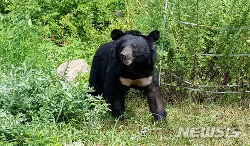 [대구=뉴시스] 반달가슴곰. 2018.08.25. (사진=대구지방환경청 제공) photo@newsis.com