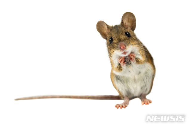 [원추 오늘의운세]쥐띠, 서둘러 판 쥐구멍은 무너질 수 있다