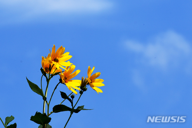 파란하늘 아래 노란 뚱딴지(돼지감자) 꽃이 활짝 피어 가을의 정취를 더하고 있다.