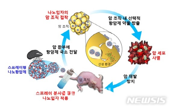 【서울=뉴시스】홍합단백질 기반 항암 초미세입자 작용 과정(자료=해수부)