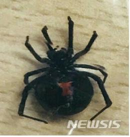 【세종=뉴시스】9월1일 대구의 한 군부대 미국산 군수물자에서 발견된 거미 사진. 2018.09.21.(사진 = 이용득 의원실 제공)photo@newsis.com