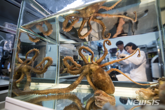 【서울=뉴시스】 낙지 유전체 연구하는 국립해양생물자원관 연구원 모습.