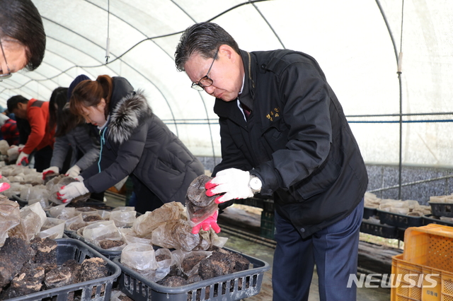 【영동=뉴시스】이성기 기자 = 27일 박세복 충북 영동군수가 군청 경제과 직원들과 함께 영동읍 가리 배재복(58) 씨 버섯 농장을 찾아 일손을 돕고 있다.2018.10.27.(사진=영동군 제공) photo@newsis.com