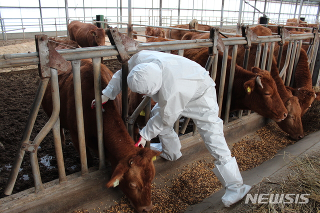 광역 거점 단위 구제역 정밀진단체계 6년 만에 완성