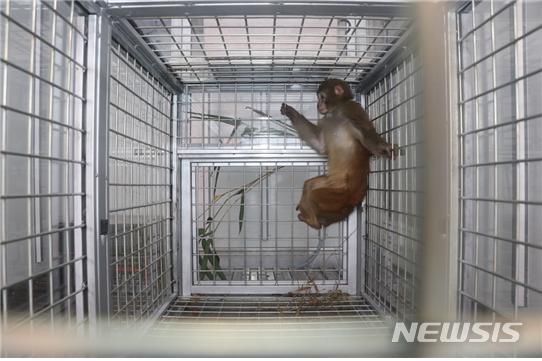 【정읍=뉴시스】강인 기자 = 19일 전북 정읍시 영장류자원센터에서 탈출했던 원숭이가 철제 덫에 들어가 무사히 구조되고 있다. 2018.11.19 (사진=영장류자원지원센터 제공)kir1231@newsis.com