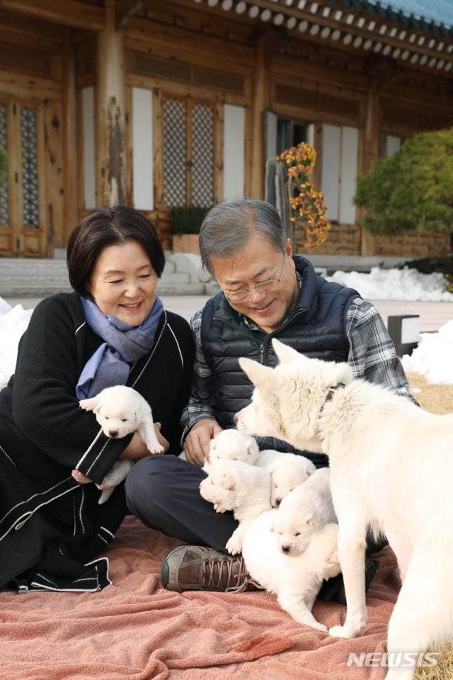 【서울=뉴시스】 문재인 대통령과 김정숙 여사가 25일 오후 관저 앞 마당에서 지난 9일 태어난 풍산개 '곰이'의 새끼들을 살펴보고 있다. 2018.11.25 2018.11.25. (사진=청와대 제공) photo@newsis.com