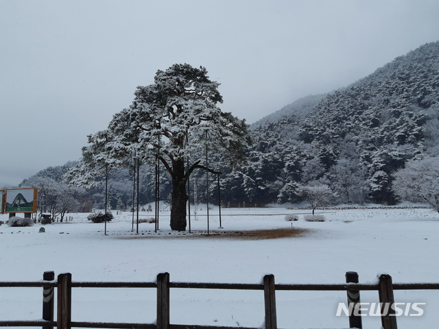 【보은=뉴시스】이성기 기자 = 11일 오후 충북 보은군 속리산국립공원 내 천연기념물 103호 ‘정이품송(正二品松)’이 흰 눈으로 뒤덮였다. 이날 이 지역에는 대설주의보가 내린 가운데 5㎝곳 정도의 눈이 내렸다.2018.12.11.(사진속리산국립공원사무소 제공) photo@newsis.com