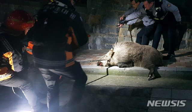 【부산=뉴시스】 하경민 기자 = 부산 서부경찰서는 지난 8일 밤 부산 서구 부민동의 한 아파트 인근에 나타난 길이 180㎝, 무게 150㎏ 크기의 멧돼지 한 마리를 약 1시간 동안 추격한 끝에 순찰차로 2차례 들이받아 생포했다고 밝혔다. 2019.01.09. (사진=부산경찰청 제공)yulnetphoto@newsis.com