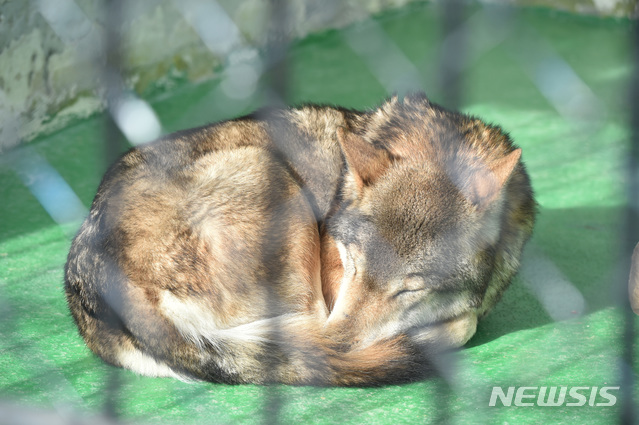 日 동물원에서 늑대 탈주 후 포획