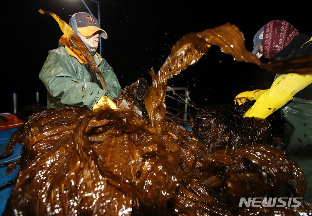 【태안=뉴시스】 태안군 소원면 파도리 인근 바다어장서 ‘곰피’를 채취하는 모습. (사진=태안군 제공)
