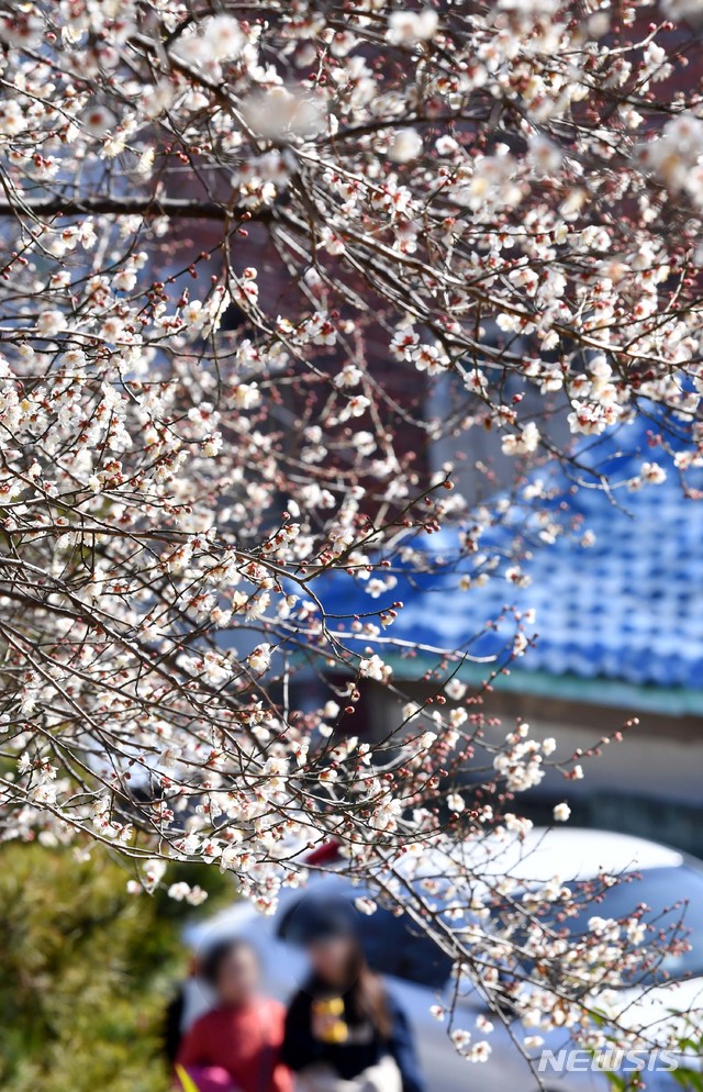 【부산=뉴시스】 하경민 기자 = 설 연휴 마지막 날인 6일 오후 부산 수영구의 한 주택가에서 시민들이 활짝 핀 매화 나무 아래를 지나며 봄 나들이를 즐기고 있다. 이날 부산지역은 낮 최고기온 15.5도(오후 3시 기준)를 기록하는 등 완연한 봄날씨를 보였다. 2019.02.06. yulnetphoto@newsis.com
