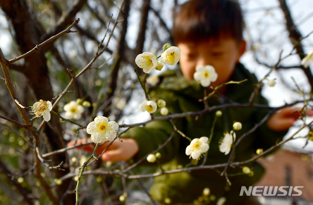 【광주=뉴시스】류형근 기자 = 7일 오전 광주 광산구 수완지구 한 주택단지 앞 도롯가에서 어린이들이 꽃망울 터뜨린 매화를 보며 신기해 하고 있다. 2019.02.07.  hgryu77@newsis.com