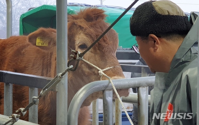 【음성=뉴시스】김재광 기자 = 구제역이 진정 기미를 보이며 임시 휴장했던 충북 음성축협가축시장이 22일 재개장했다. 한 직원이 소의 무게를 잰 후 상태를 살피고 있다.2019.02.22. kipoi@newsis.com