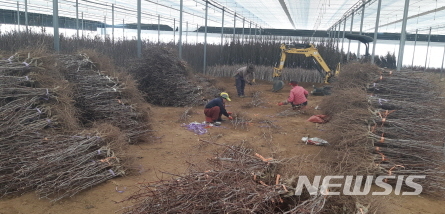 【경산=뉴시스】 강병서 기자 =경산시 종묘산업 특구의 묘목시장이 22일 개장해 유실수와 정원수 등 다양한 묘목이 판매되고 있다. 2019.02.22. (사진=경산시 제공) photo@newsis.com 