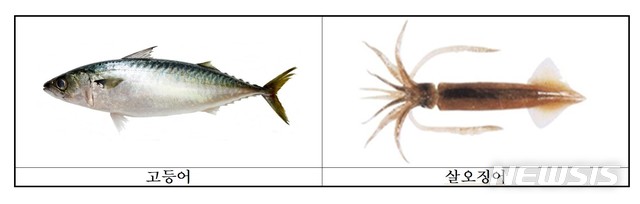 고등어·오징어 금어기 시행…어족 자원 보호 '파란불' 