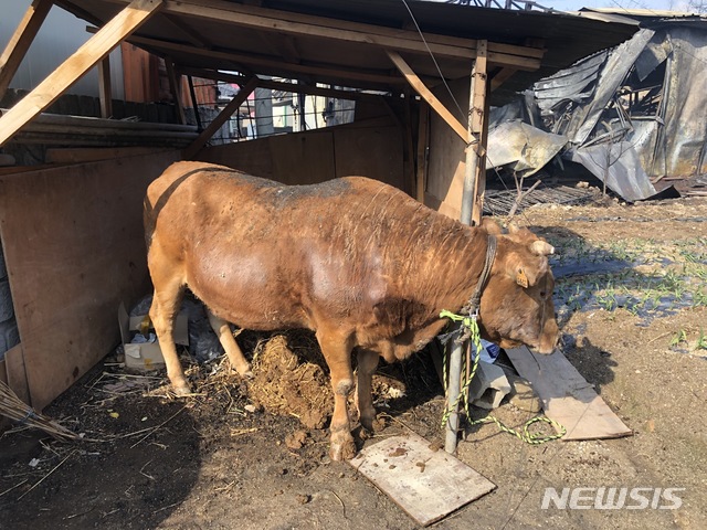 【속초=뉴시스】조인우 기자 = 화마가 덮친 강원도 속초시 장천마을의 소가 연기를 마시고 숨가빠하고 있다. 2019.04.05 