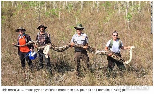 美플로리다서 5m 대형 비단뱀 발견