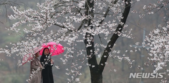 【함양=뉴시스】봄비가 내리는 지난 10일 경남 함양군 백전면 백운산 50리 벚꽃길에서 시민들이 만개한 벚꽃을 감상하며 걷고 있다. 2019.04.10. (사진=함양군청 김용만 주무관 제공) photo@newsis.com