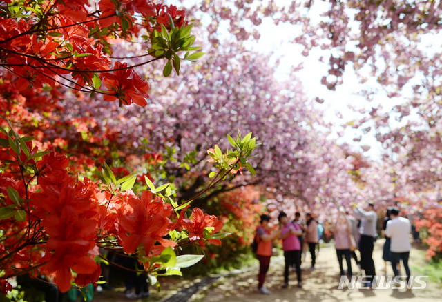 [전주=뉴시스] = 완산공원 꽃동산에 만개한 겹벚꽃과 철쭉을 구경 온 상춘객들이 사진을 찍으며 봄을 만끽하고 있다.(사진=뉴시스DB)