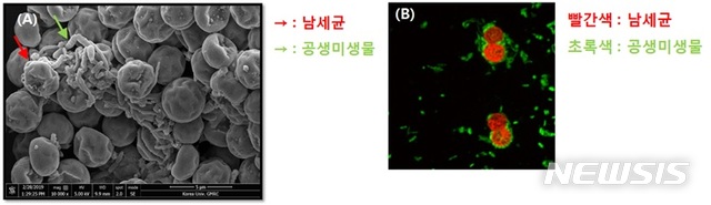 【세종=뉴시스】남세균과 공생미생물의 현미경 사진. (A)는 주사전자현미경, (B)동일초점현미경을 각각 사용했다. 2019. 04.23. (자료= 국립생물자원관 제공)